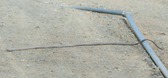 Cubophis cantherigerus