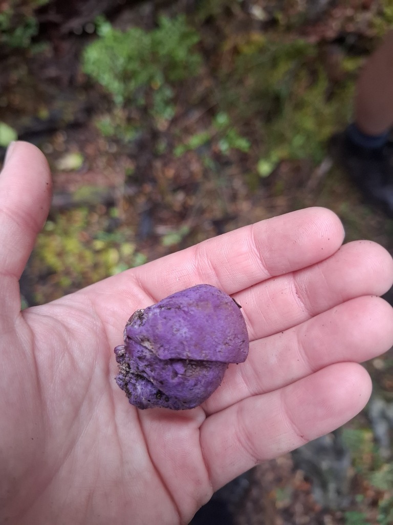 Gallacea scleroderma · May 2025 · photo: © armillariabianca (iNaturalist, cc0)