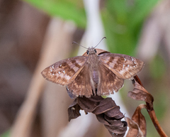 Ephyriades brunnea
