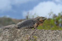 Cyclura nubila