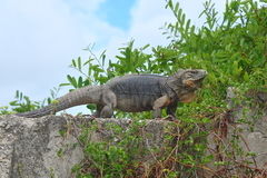 Cyclura nubila