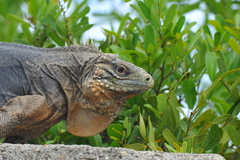 Cyclura nubila