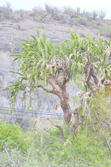 Dendrocereus nudiflorus