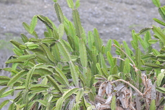 Dendrocereus nudiflorus