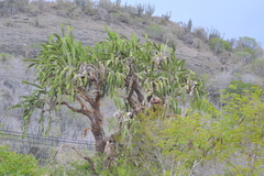 Dendrocereus nudiflorus