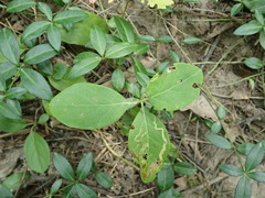 Lonicera dioica