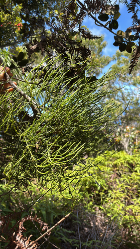 Korthalsella platycaula observed 2025-05-23