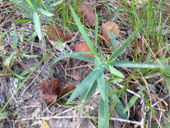 Dichanthelium acuminatum