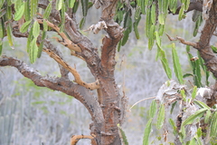 Dendrocereus nudiflorus