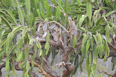 Dendrocereus nudiflorus
