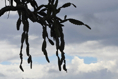 Dendrocereus nudiflorus