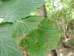 Phyllosticta hamamelidis