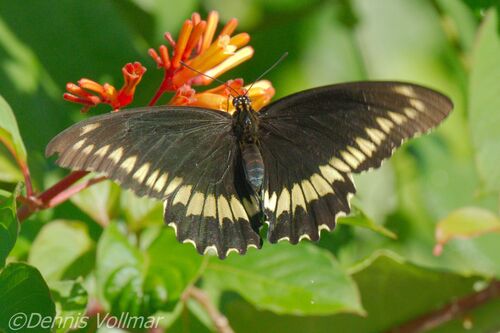 Polydamas Swallowtail