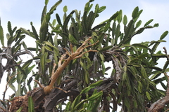 Dendrocereus nudiflorus