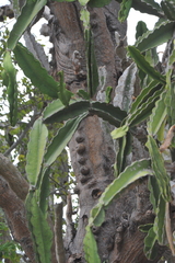 Dendrocereus nudiflorus