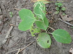 Lonicera dioica