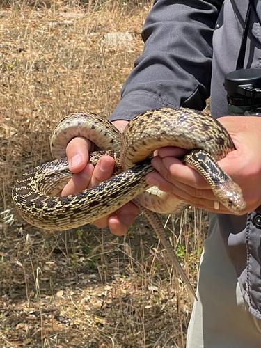iNaturalist observation photo of Gopher Snake