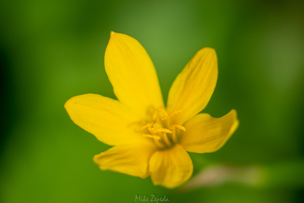 Lirios de Lluvia (género Zephyranthes) · iNaturalist Panamá