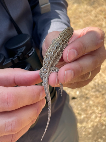 iNaturalist observation photo of Common Side-blotched Lizard