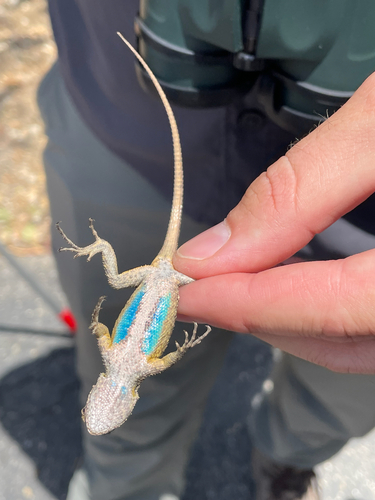 iNaturalist observation photo of Western Fence Lizard