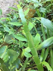 Muehlenbeckia platyclada