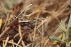 Agdistis americana