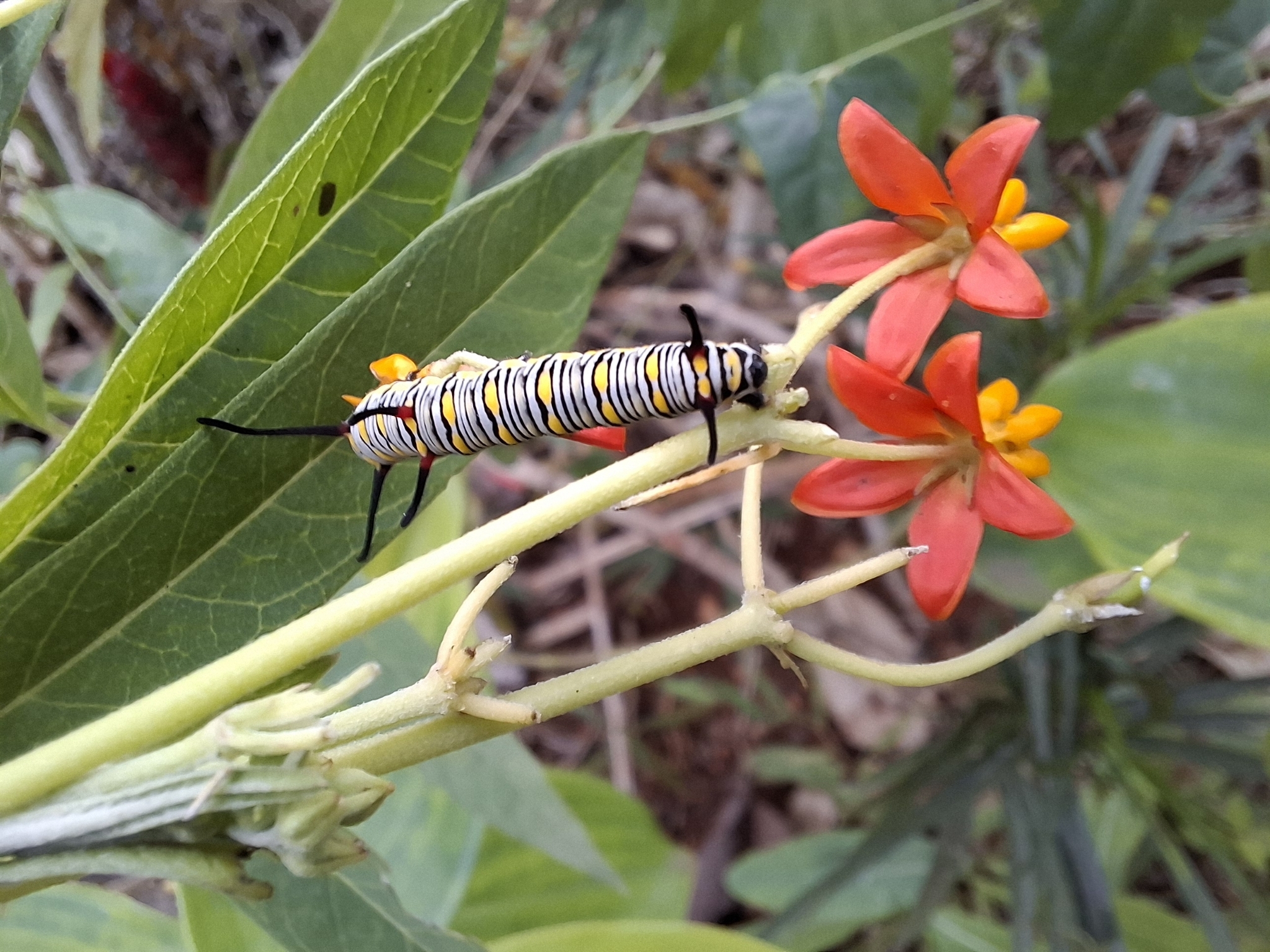 Plain Tiger