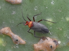 Hesperolabops mexica