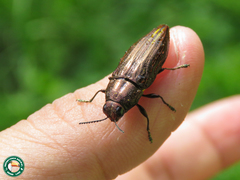 Halecia acutipennis