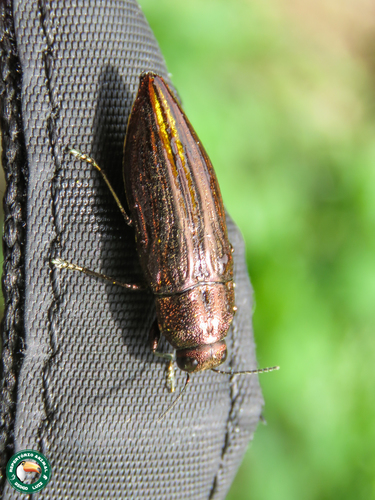 Halecia acutipennis · iNaturalist Ecuador