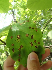 Phyllosticta hamamelidis