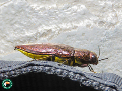 Halecia acutipennis