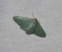 Xerochlora mesotheides
