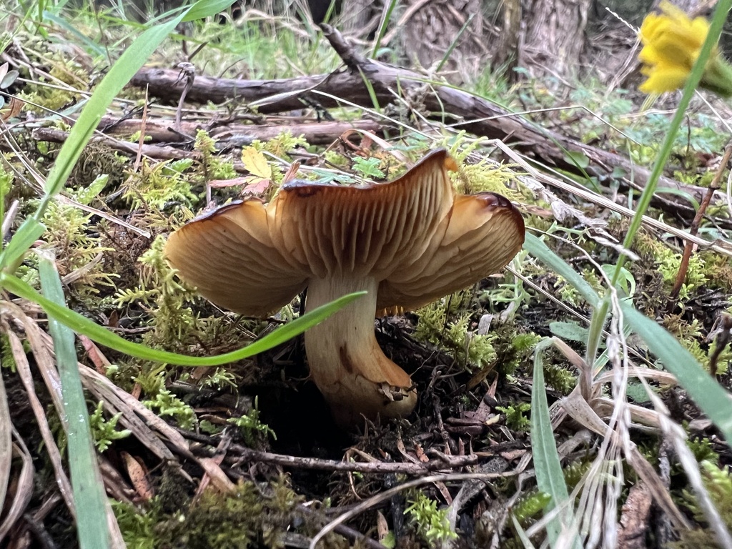 Cortinarius alienatus · May 2025 · photo: © davidorlovich (iNaturalist, cc-by)