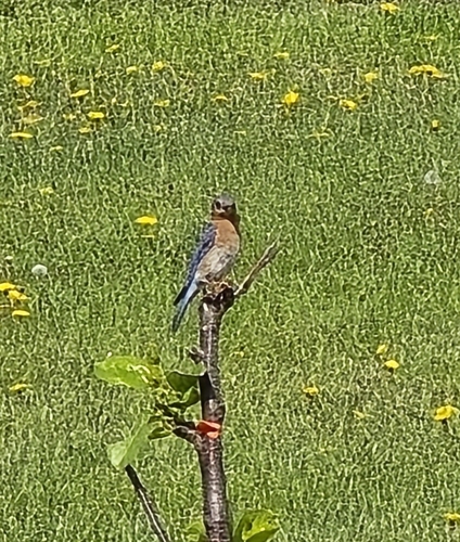 Eastern Bluebird photographed in North Dakota