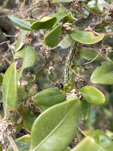 Box Tree Moth, photo 6 of 9