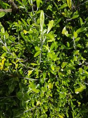 Corokia