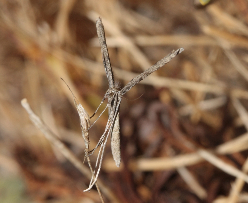 Sea-heath Plume Moth