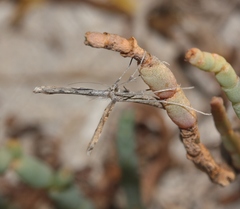 Agdistis americana