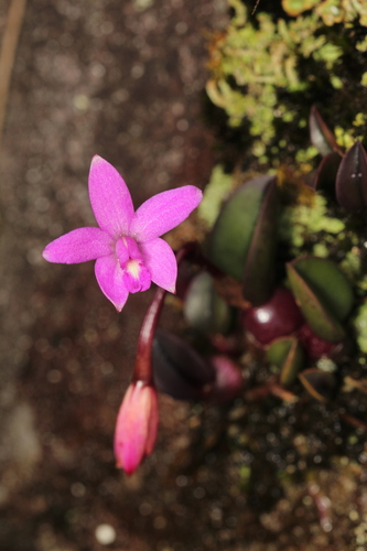 Cattleya vandenbergii