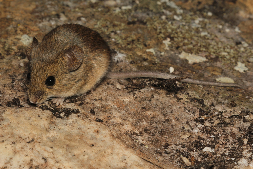 delicate vesper mouse