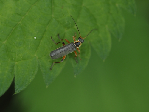 Graugelber Weichkäfer