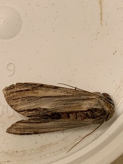 Cucullia convexipennis