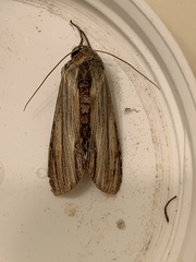 Cucullia convexipennis