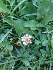 Trifolium repens