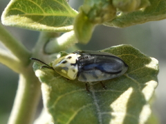 Physonota puncticollis