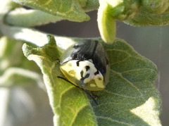 Physonota puncticollis