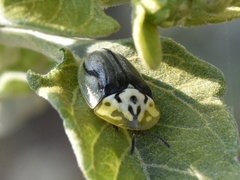 Physonota puncticollis