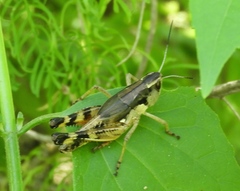 Boopedon flaviventris