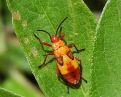Oncopeltus guttaloides